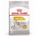 Royal Canin Mini Coat Care Корм сухой для взрослых собак мелких размеров с тусклой и сухой шерстью. Вес: 1 кг