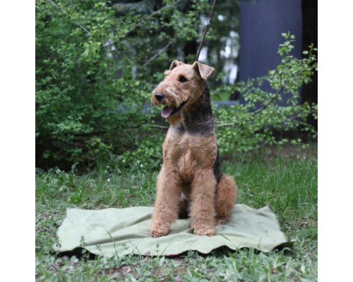 Охлаждающий коврик для собак р-р 50*70 см