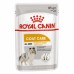 Royal Canin Coat Care Корм влажный для взрослых собак от 10 месяцев, с тусклой и сухой шерстью. Вес: 85 г